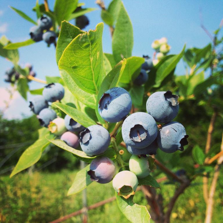 Agriturismo Fruttirossi Trofarello المظهر الخارجي الصورة